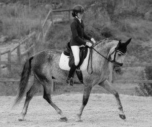 Castrone PRE Andaluso In vendita 2020 Grigio