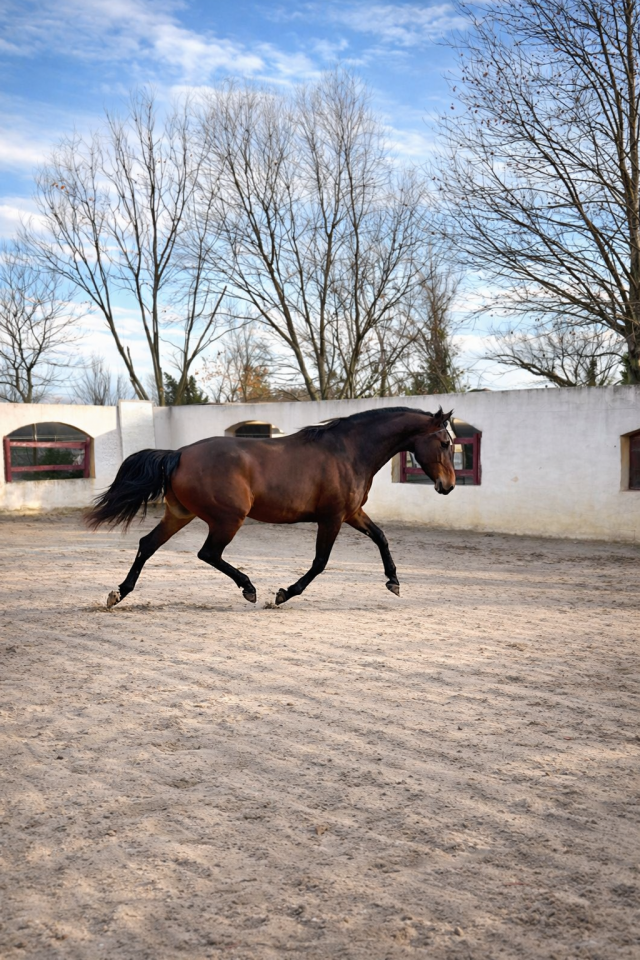 Cavalla CDF - Cavallo da dressage francese In vendita 2021 Baio