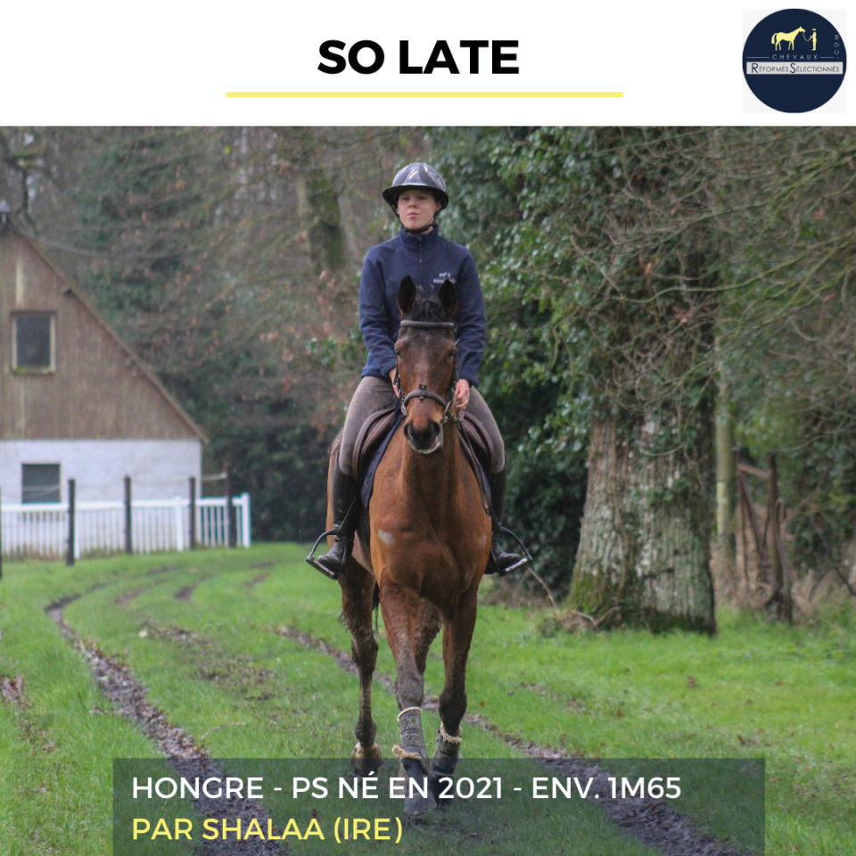 Castrone Purosangue In vendita 2021 Baio ,  SHALAA