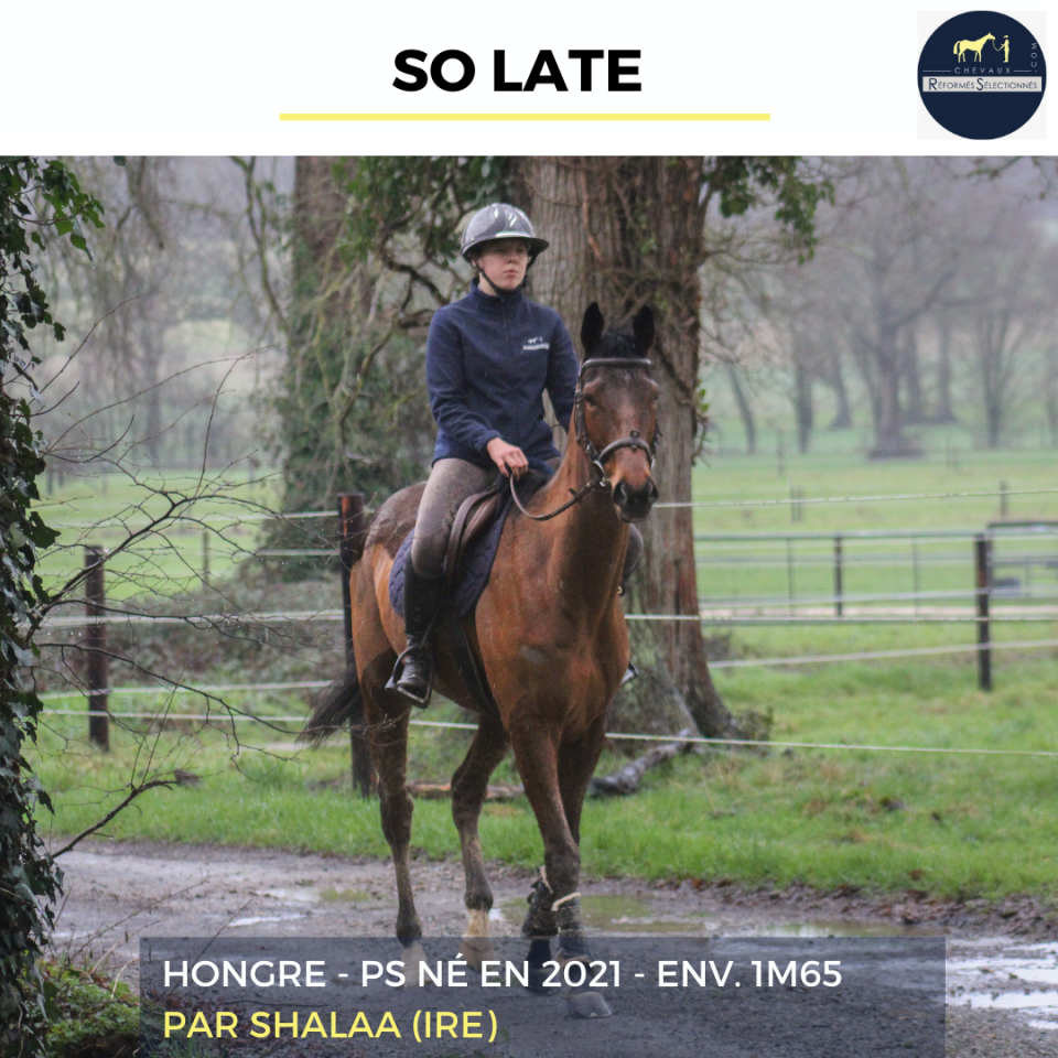 Castrone Purosangue In vendita 2021 Baio ,  SHALAA