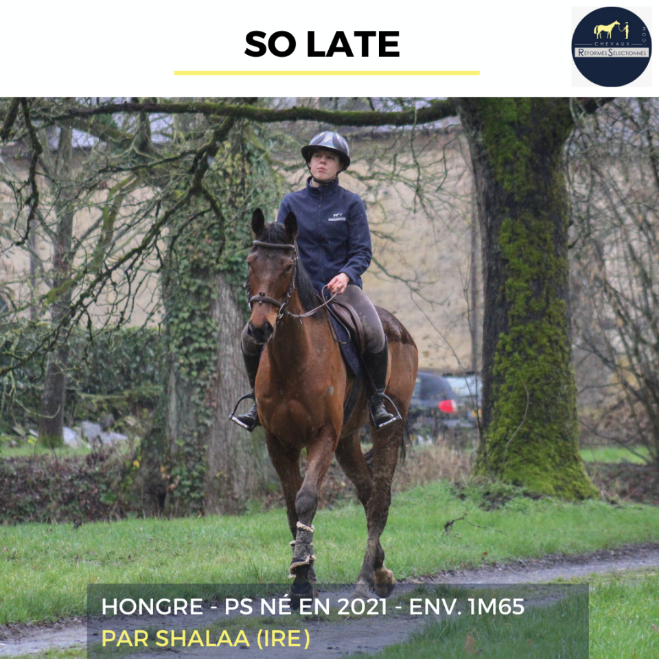 Castrone Purosangue In vendita 2021 Baio ,  SHALAA