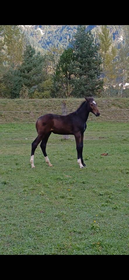 Puledro salto ostacoli 