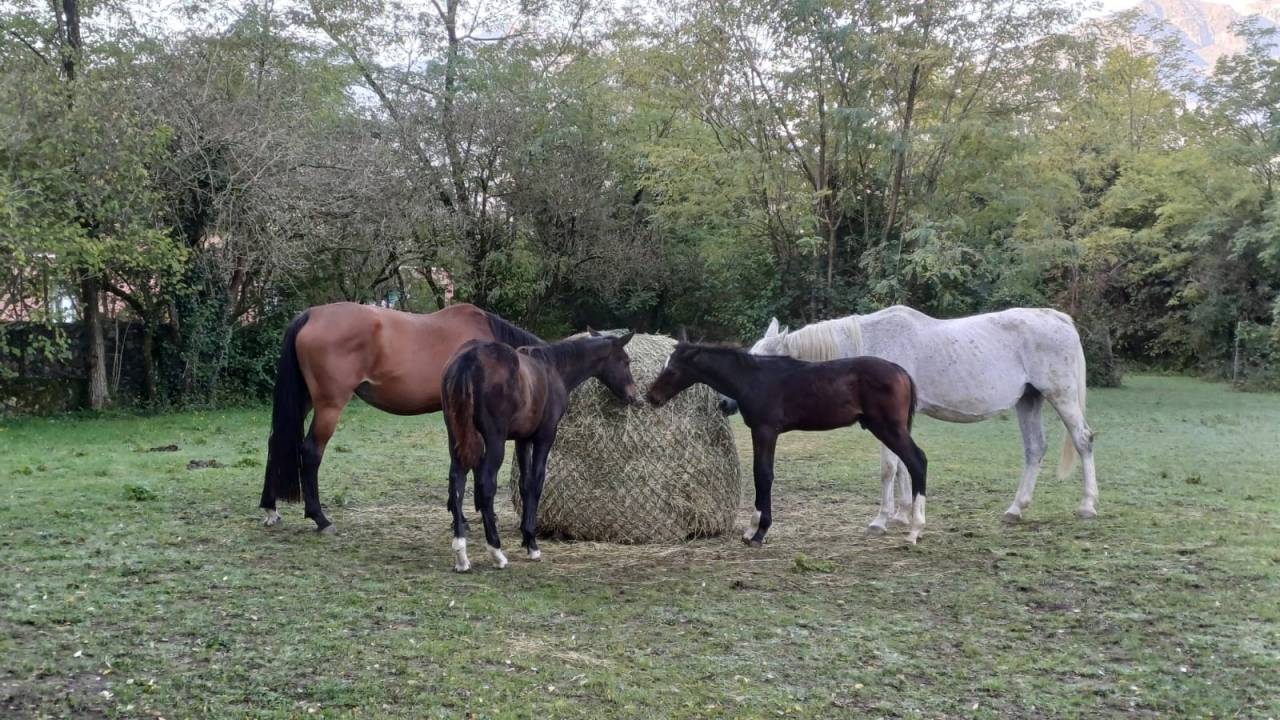 Puledro salto ostacoli 