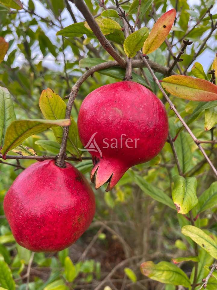 Azienda agricola In vendita Dordogne
