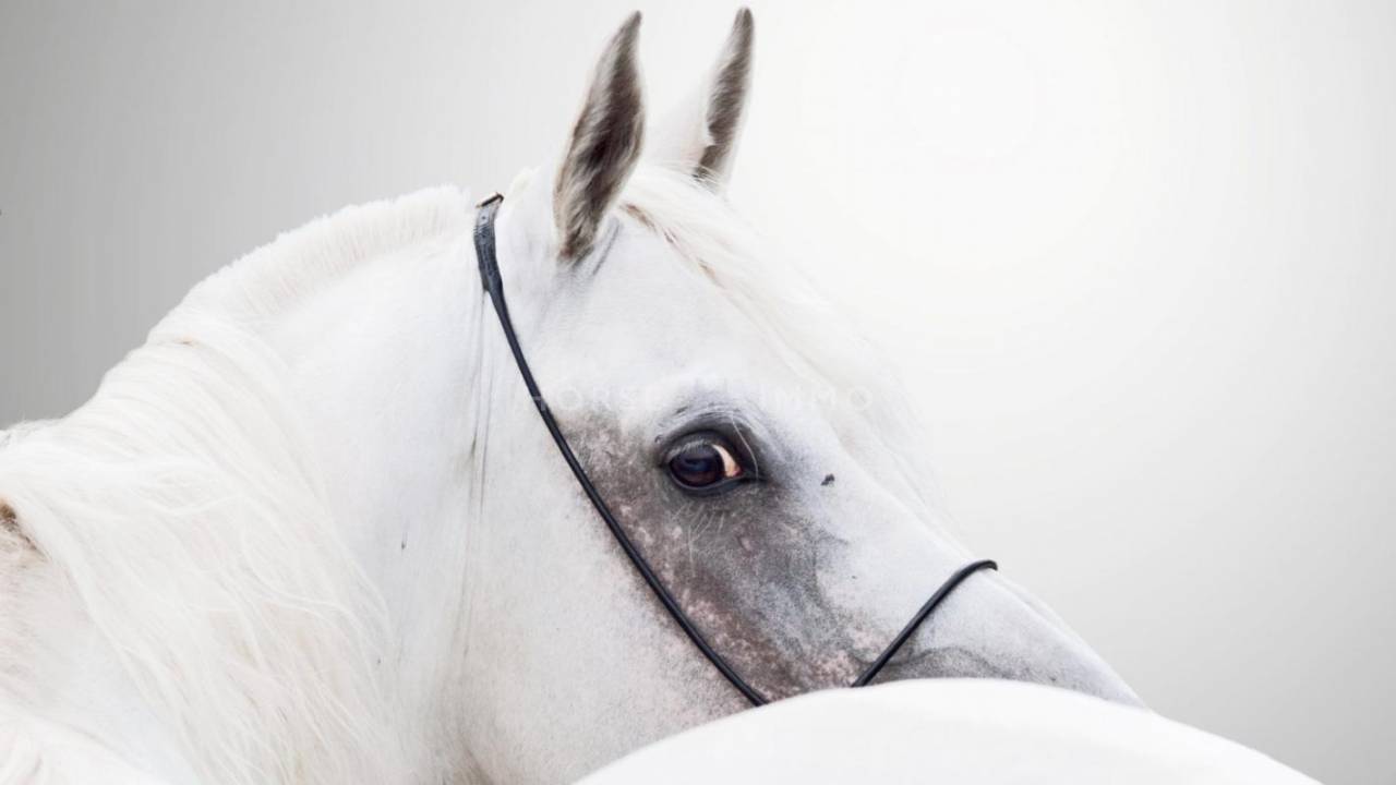 Propriet&agrave; equestre In vendita Gard