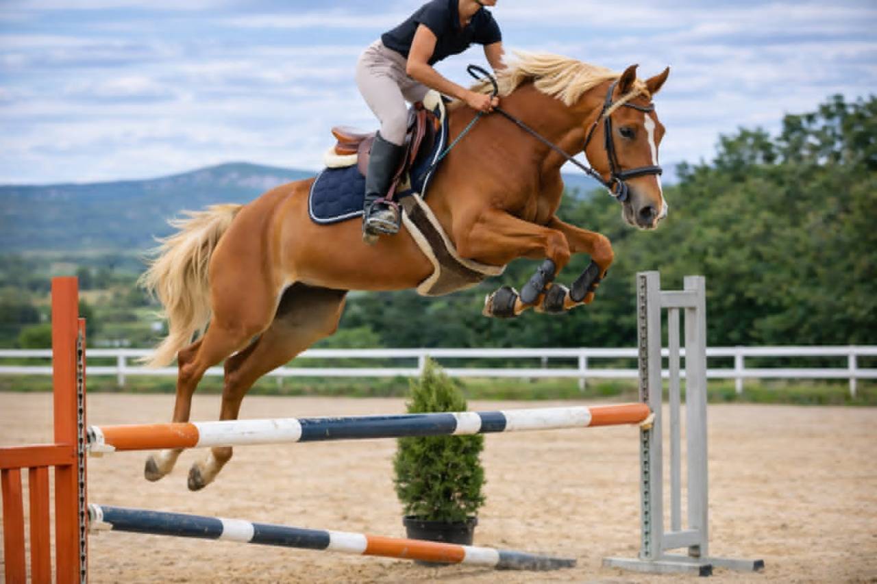 Cavalla Sella Francese In vendita 2020 Sauro