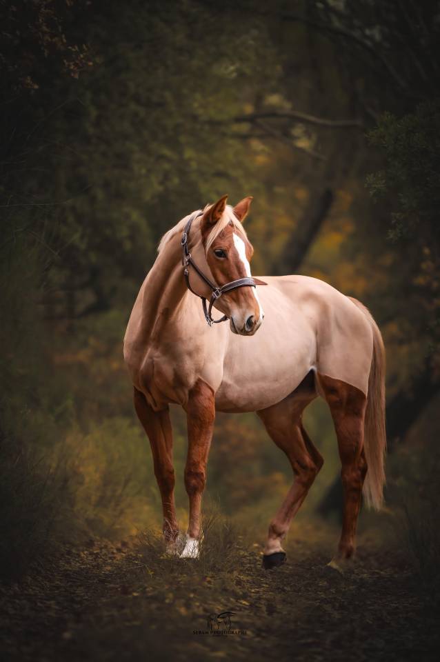 Cavalla Sella Francese In vendita 2020 Sauro