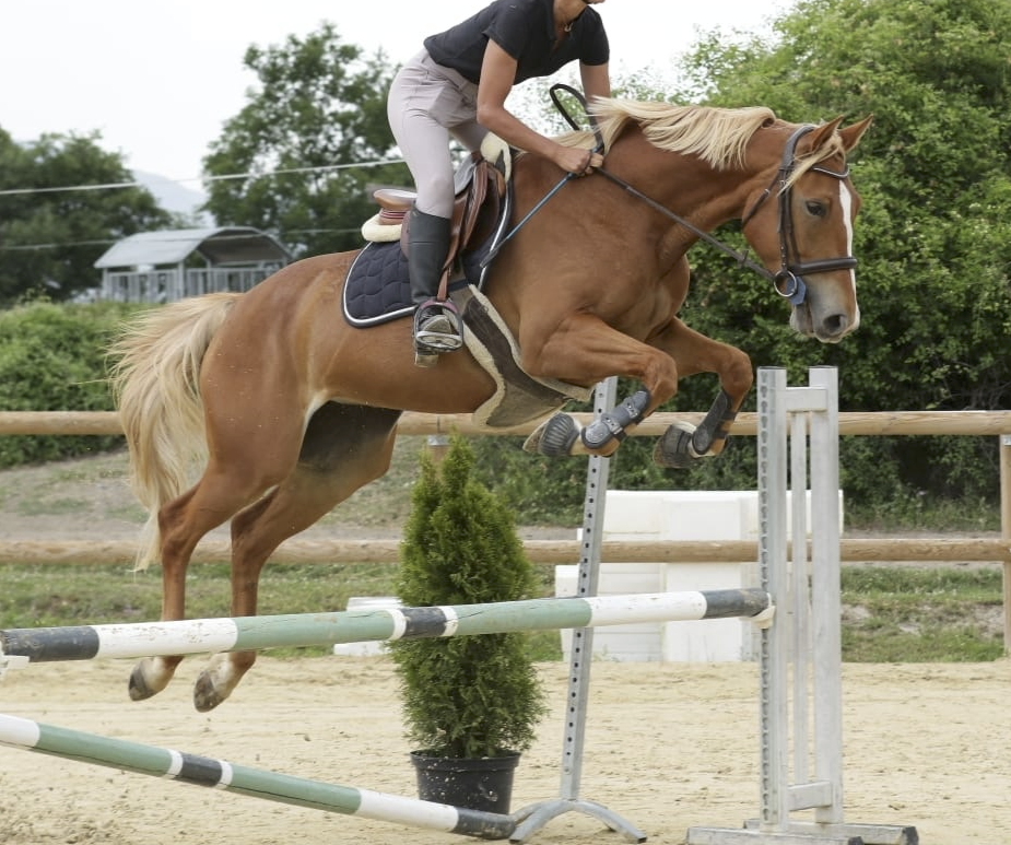 Cavalla Sella Francese In vendita 2020 Sauro