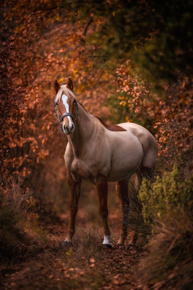 Cavalla Sella Francese In vendita 2020 Sauro
