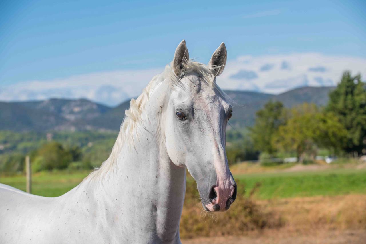 Castrone Lipizzan In vendita 2014 Bianco