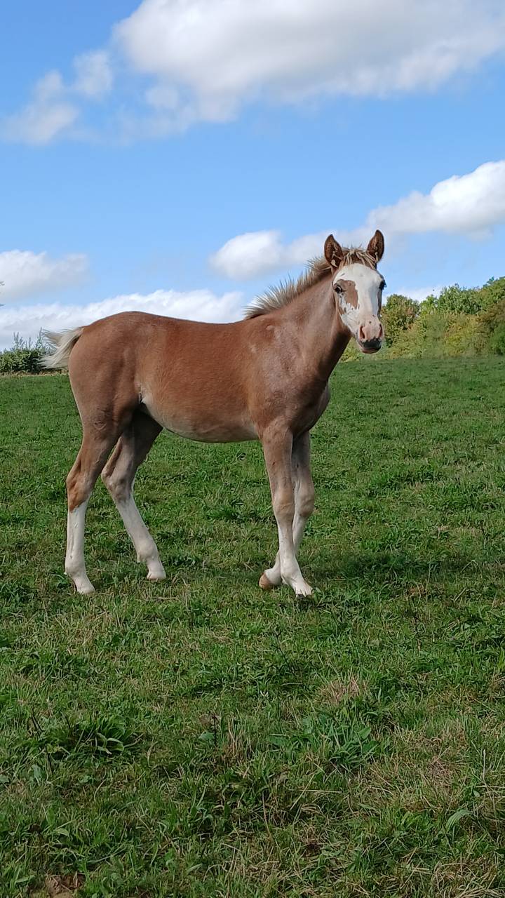 Puledra PFS Pony Francese da Sella In vendita 2025 Sauro ,  Blue tinka Tilia