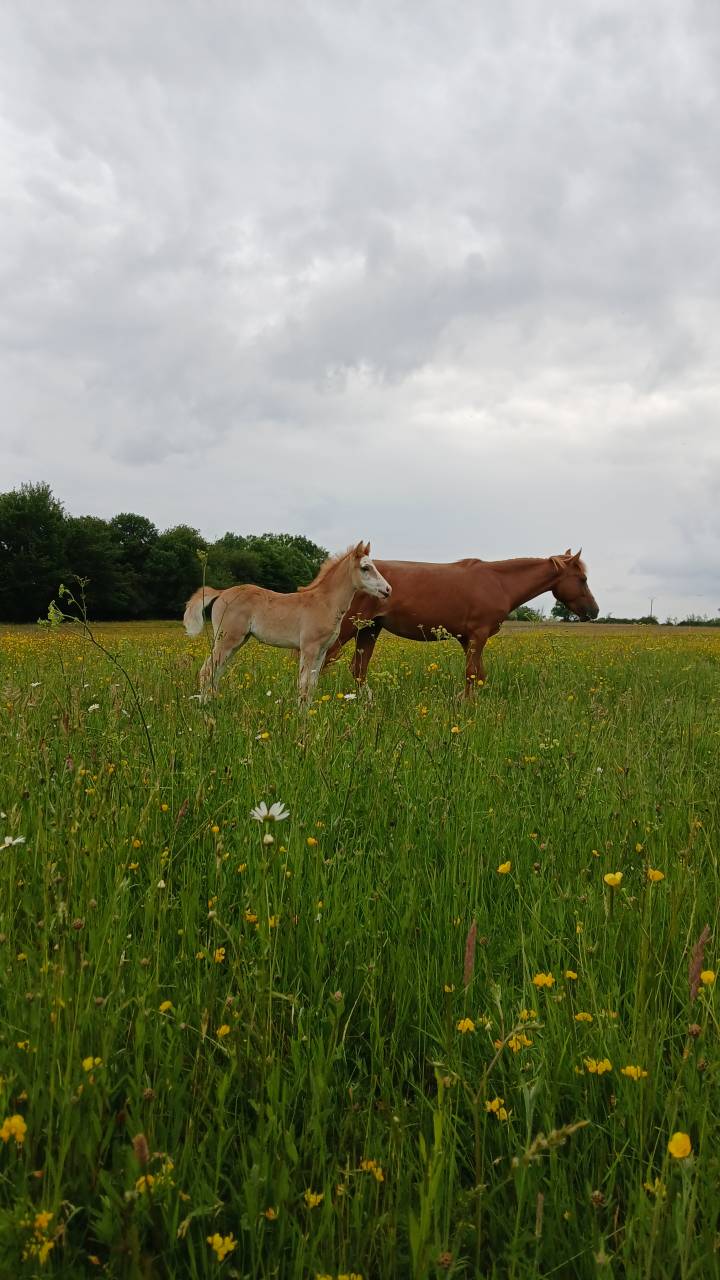 Puledra PFS Pony Francese da Sella In vendita 2025 Sauro ,  Blue tinka Tilia