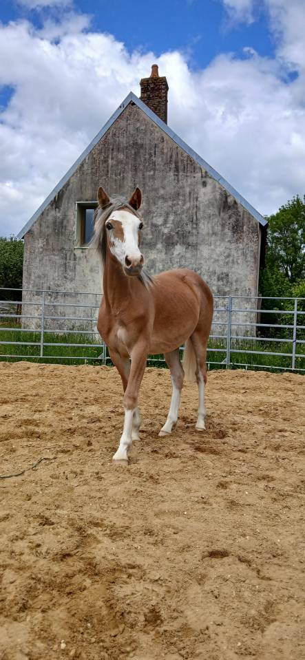 Puledra PFS Pony Francese da Sella In vendita 2025 Sauro ,  Blue tinka Tilia