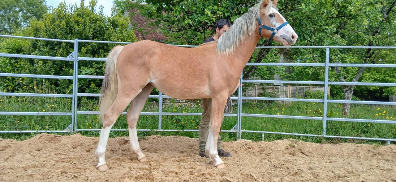 Puledra PFS Pony Francese da Sella In vendita 2025 Sauro ,  Blue tinka Tilia
