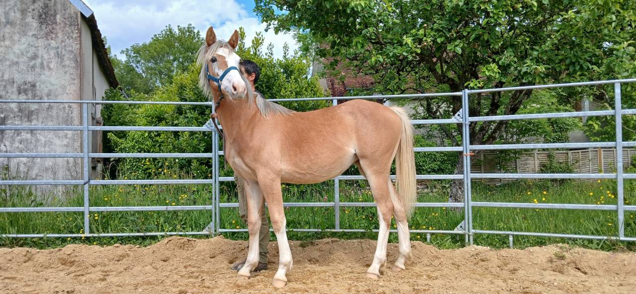 Puledra PFS Pony Francese da Sella In vendita 2025 Sauro ,  Blue tinka Tilia