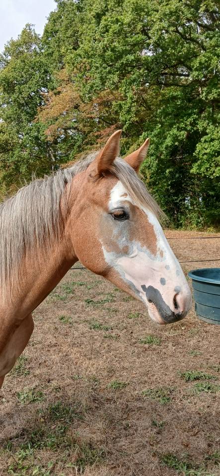 Puledra PFS Pony Francese da Sella In vendita 2025 Sauro ,  Blue tinka Tilia