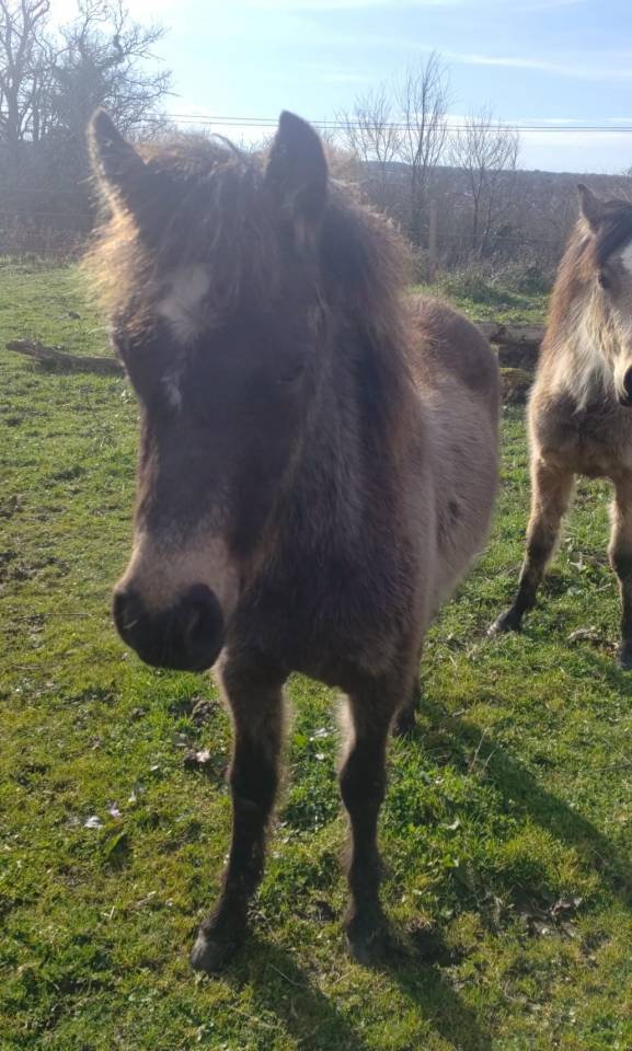 Puledro New Forest In vendita 2025 Isabella ,  UTRILLO D'ARQUETAN
