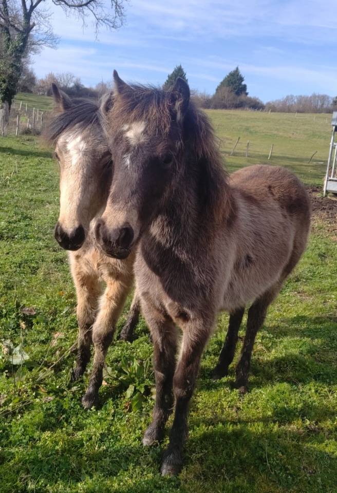 Puledro New Forest In vendita 2025 Isabella ,  UTRILLO D'ARQUETAN