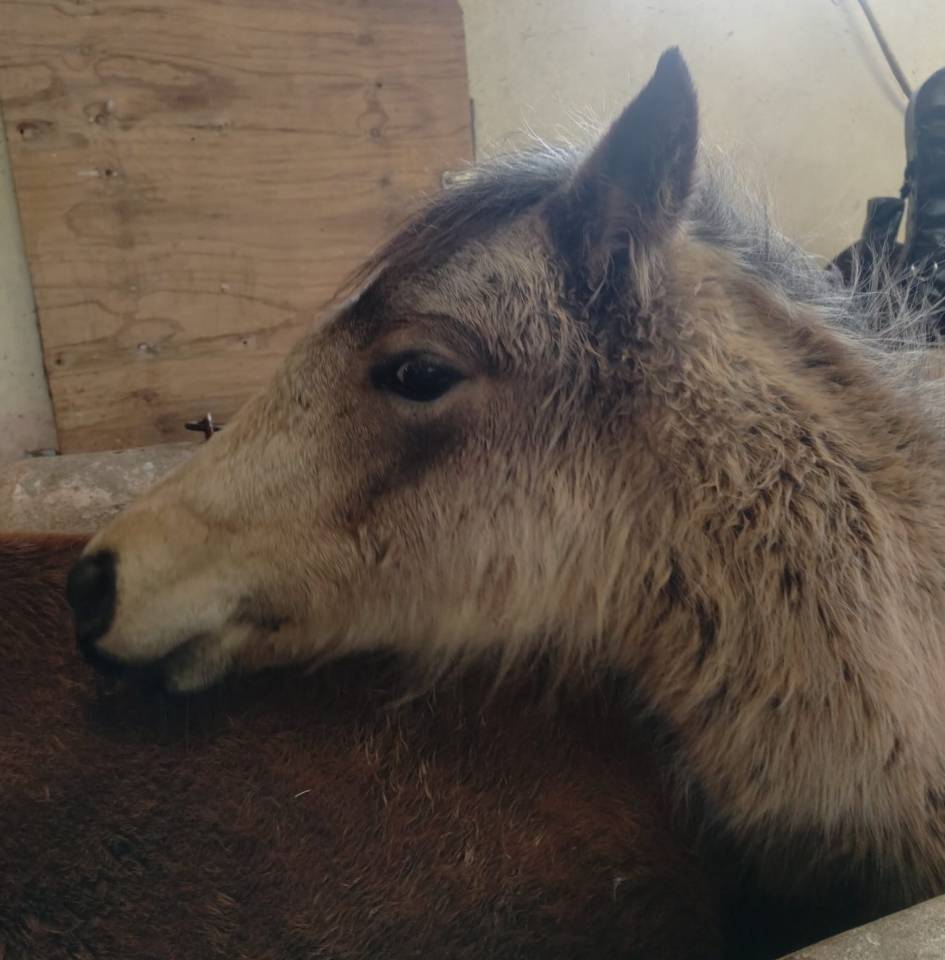 Puledra New Forest In vendita 2025 Isabella ,  UTRILLO D'ARQUETAN