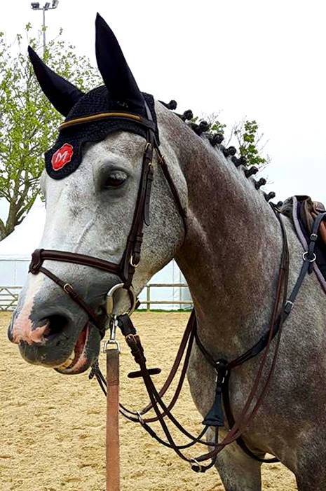 Fattrice KWPN Cavallo da Sport Neerlandese In vendita 2010 Grigio