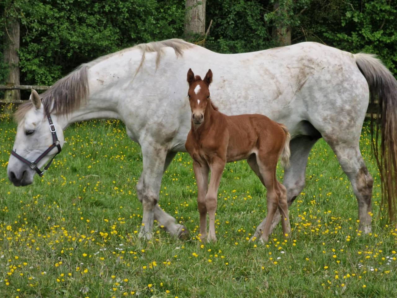 Fattrice KWPN Cavallo da Sport Neerlandese In vendita 2010 Grigio