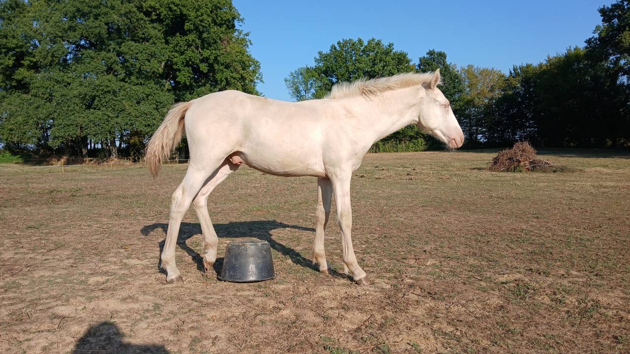 Puledro Connemara In vendita 2025 Crema ,  CASTLE NERO