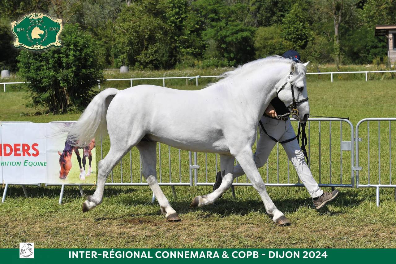 Puledro Connemara In vendita 2025 Crema ,  CASTLE NERO