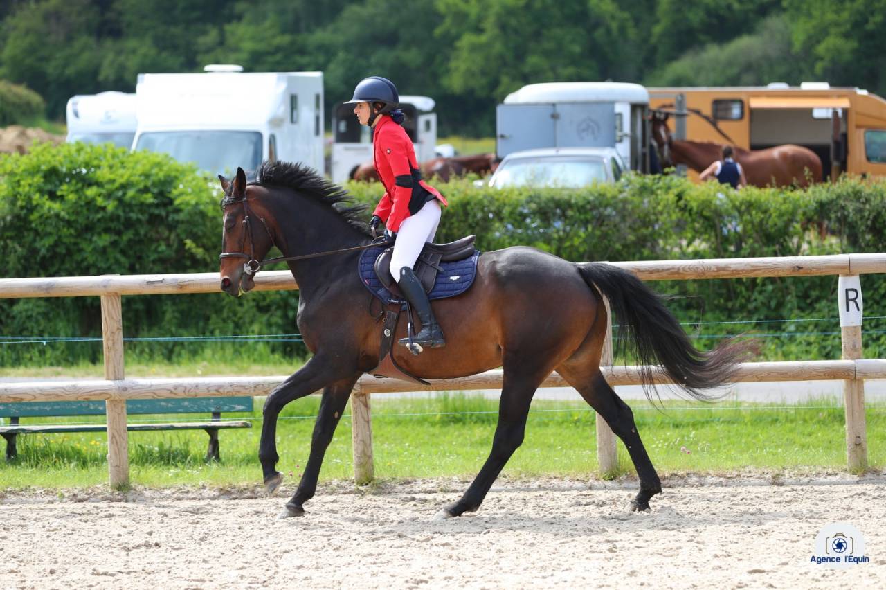 Cavalla Zangersheide In vendita 2018 Baio scuro