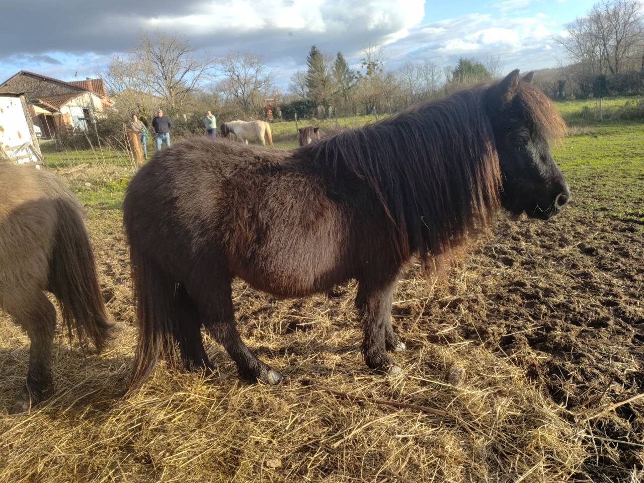 Intero Origine non conosciuta  In vendita 2023 Nero ,  SLOUP STARQUETAN