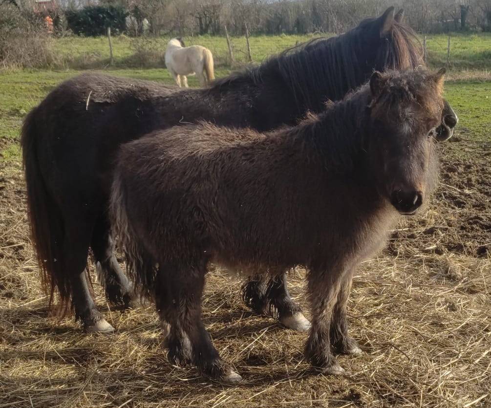 Puledra Origine non conosciuta  In vendita 2025 Nero ,  SLOUP STARQUETAN