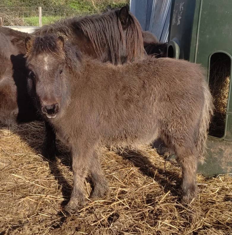 Puledra Origine non conosciuta  In vendita 2025 Nero ,  SLOUP STARQUETAN