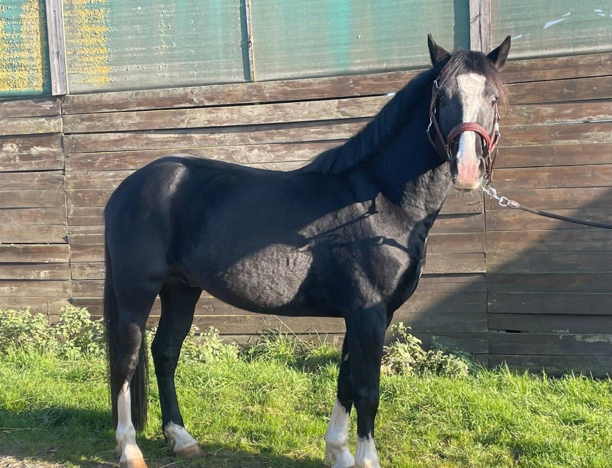 Intero PFS Pony Francese da Sella In vendita 2022 Nero