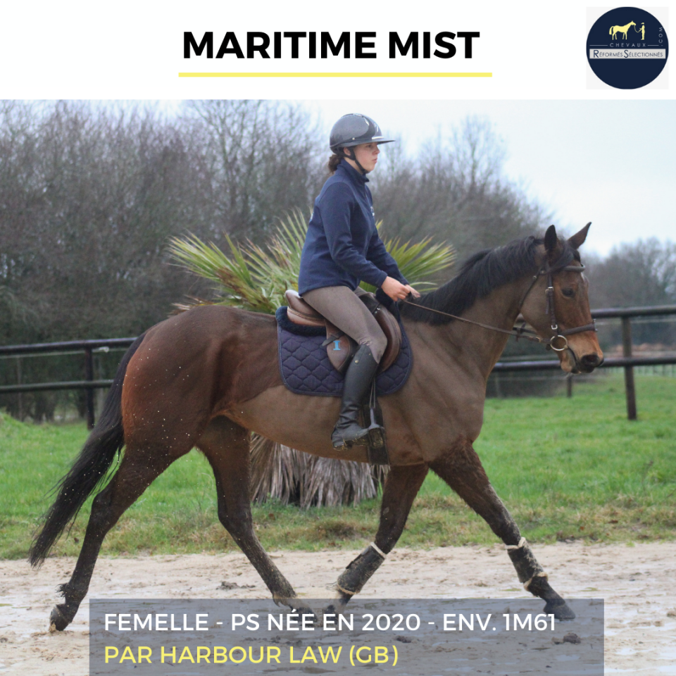 Cavalla Purosangue In vendita 2020 Baio ,  HARBOUR LAW