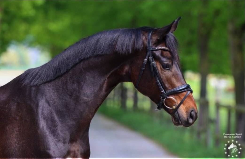 Castrone KWPN Cavallo da Sport Neerlandese In vendita 2017 Baio scuro ,  Incognito