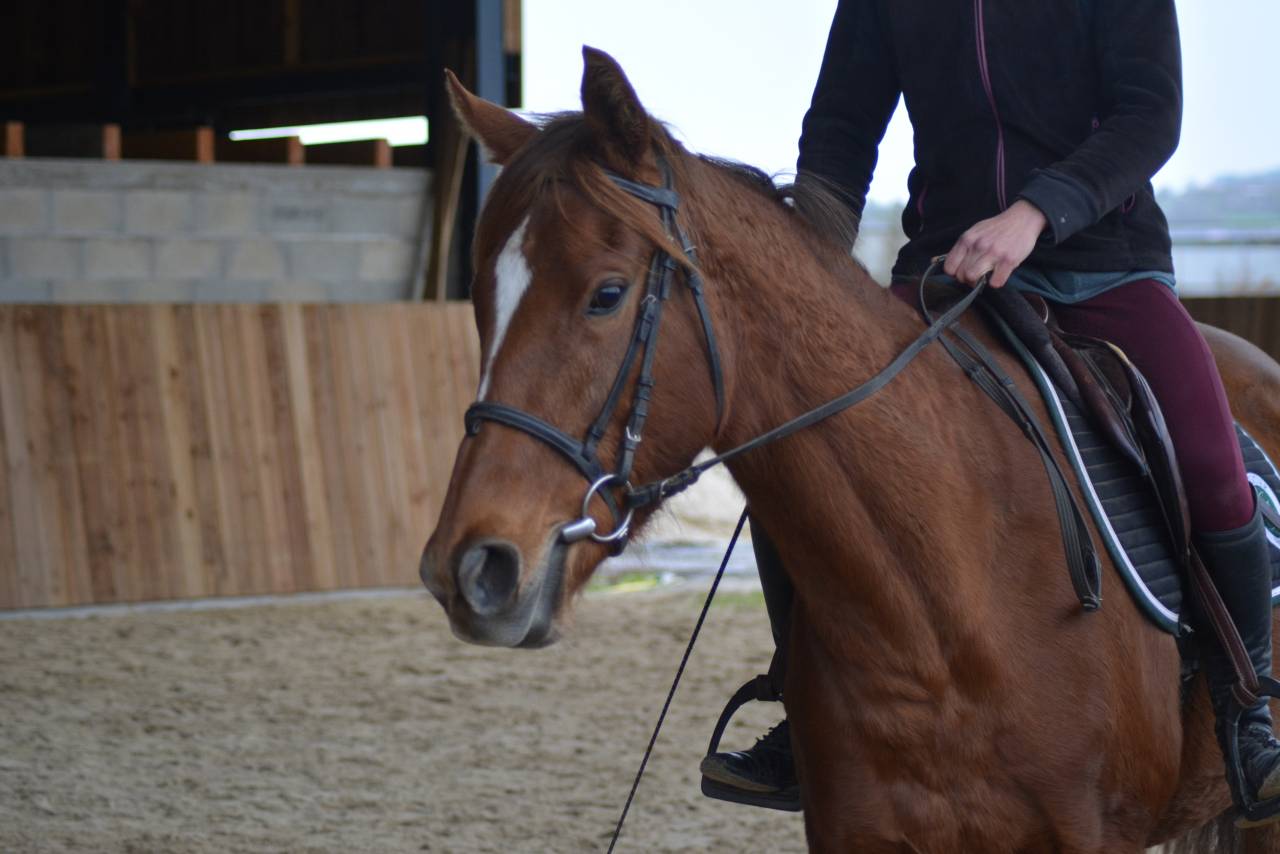 Cavalla Purosangue Inglese In vendita 2021 Sauro