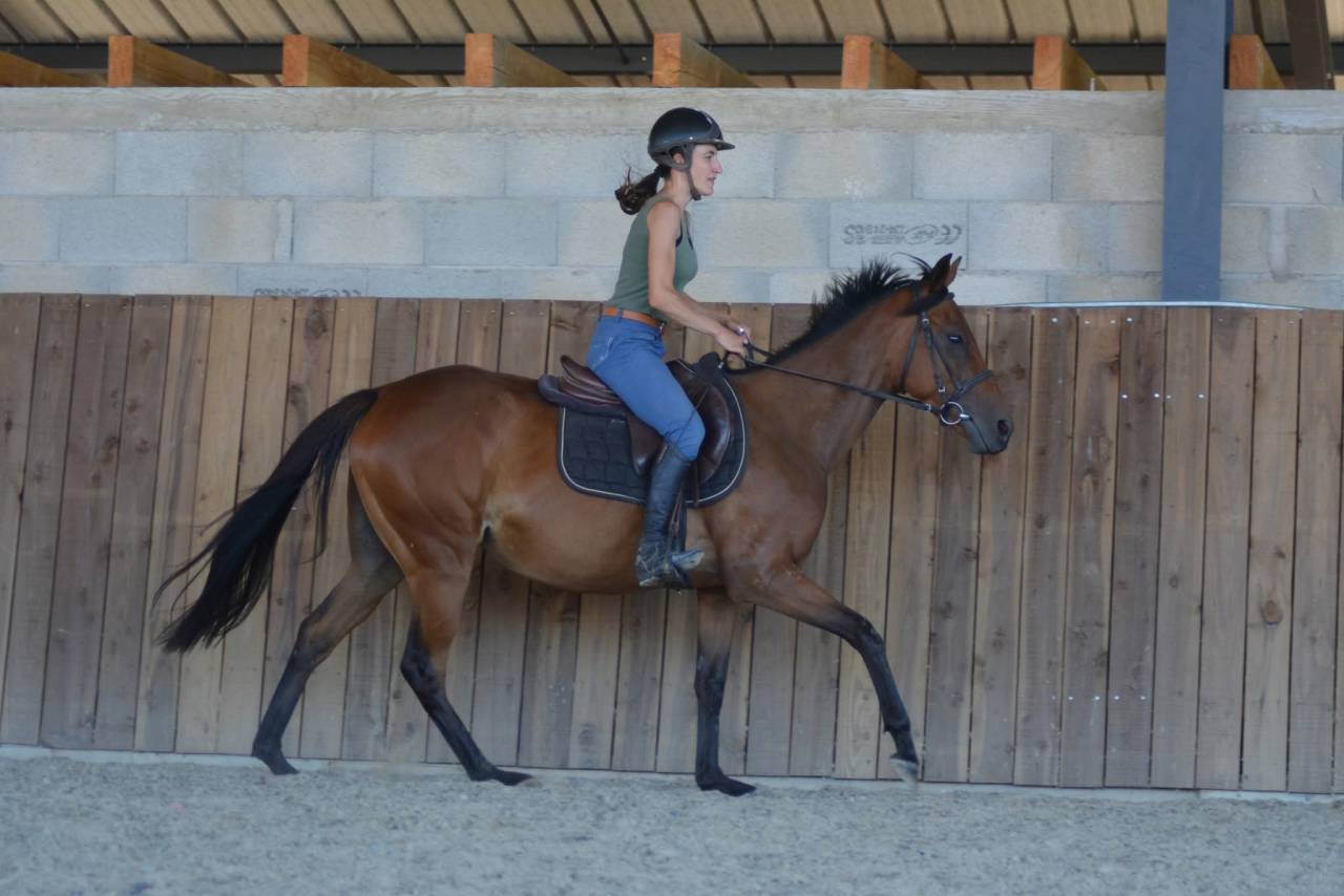 Cavalla Purosangue Inglese In vendita 2022 Baio