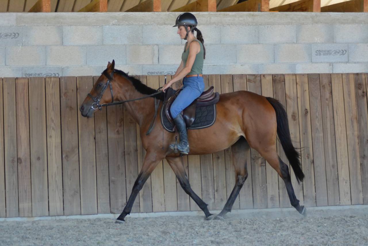 Cavalla Purosangue Inglese In vendita 2022 Baio