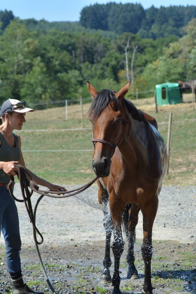Cavalla Purosangue Inglese In vendita 2022 Baio