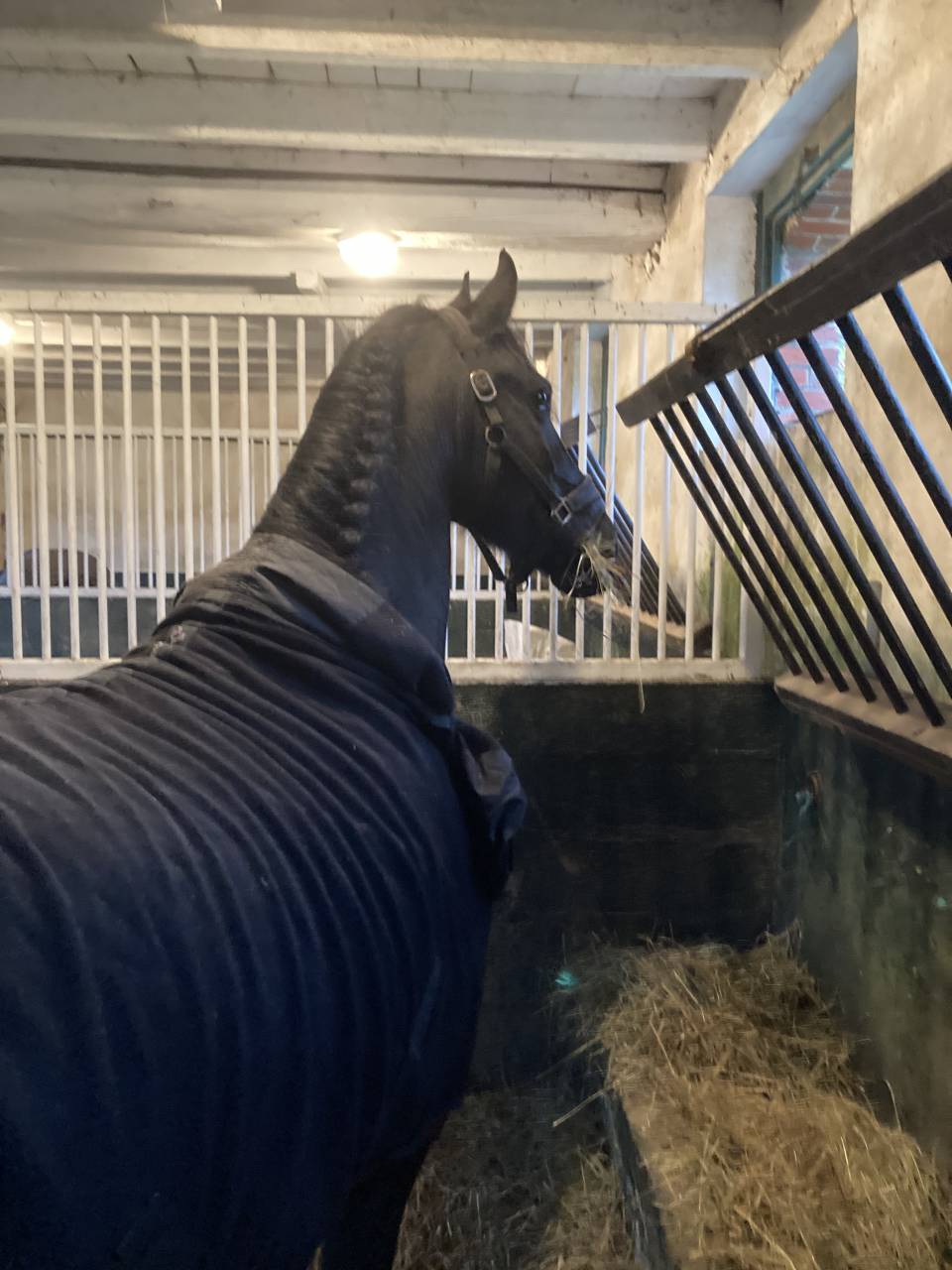 Fattrice Frisone In vendita 2014 Nero ,  BEART 411