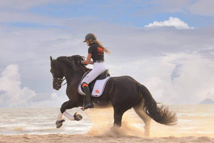 Fattrice Frisone In vendita 2014 Nero ,  BEART 411