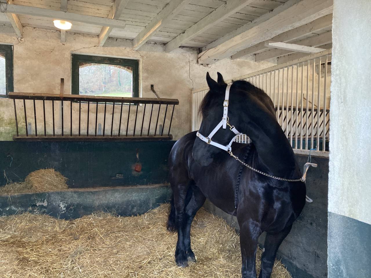 Fattrice Frisone In vendita 2014 Nero ,  BEART 411