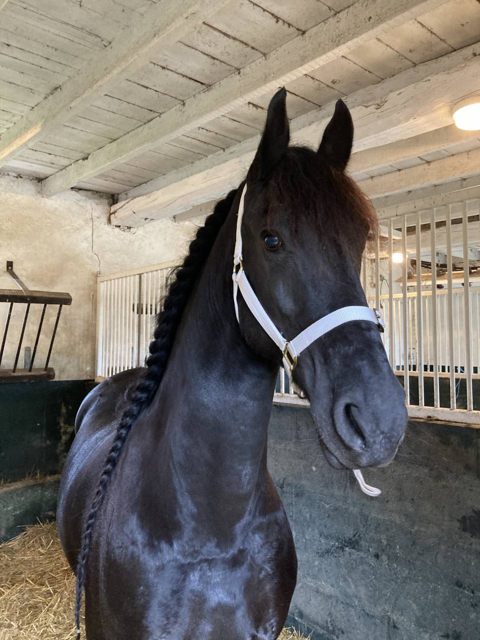 Fattrice Frisone In vendita 2014 Nero ,  BEART 411