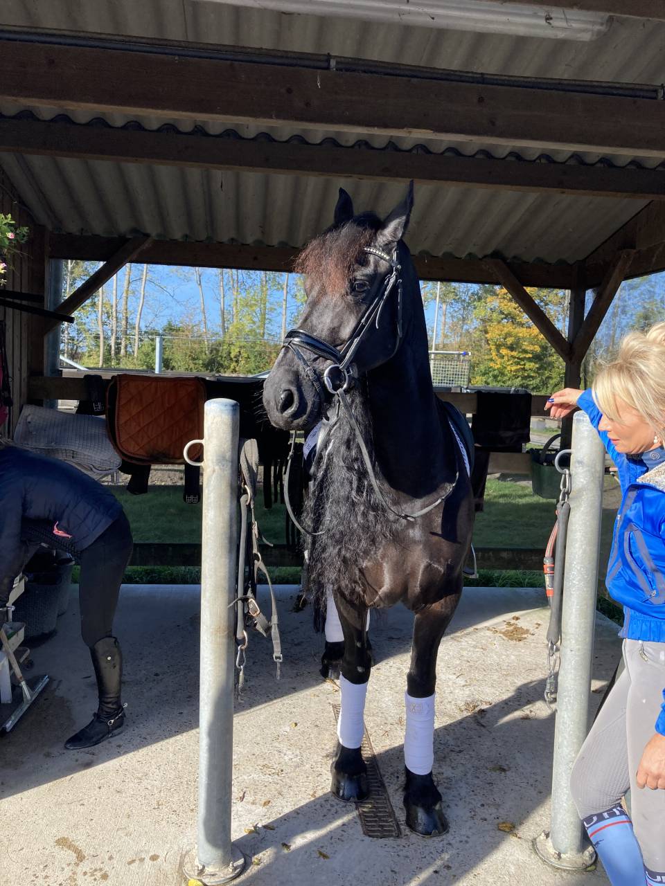 Fattrice Frisone In vendita 2014 Nero ,  BEART 411