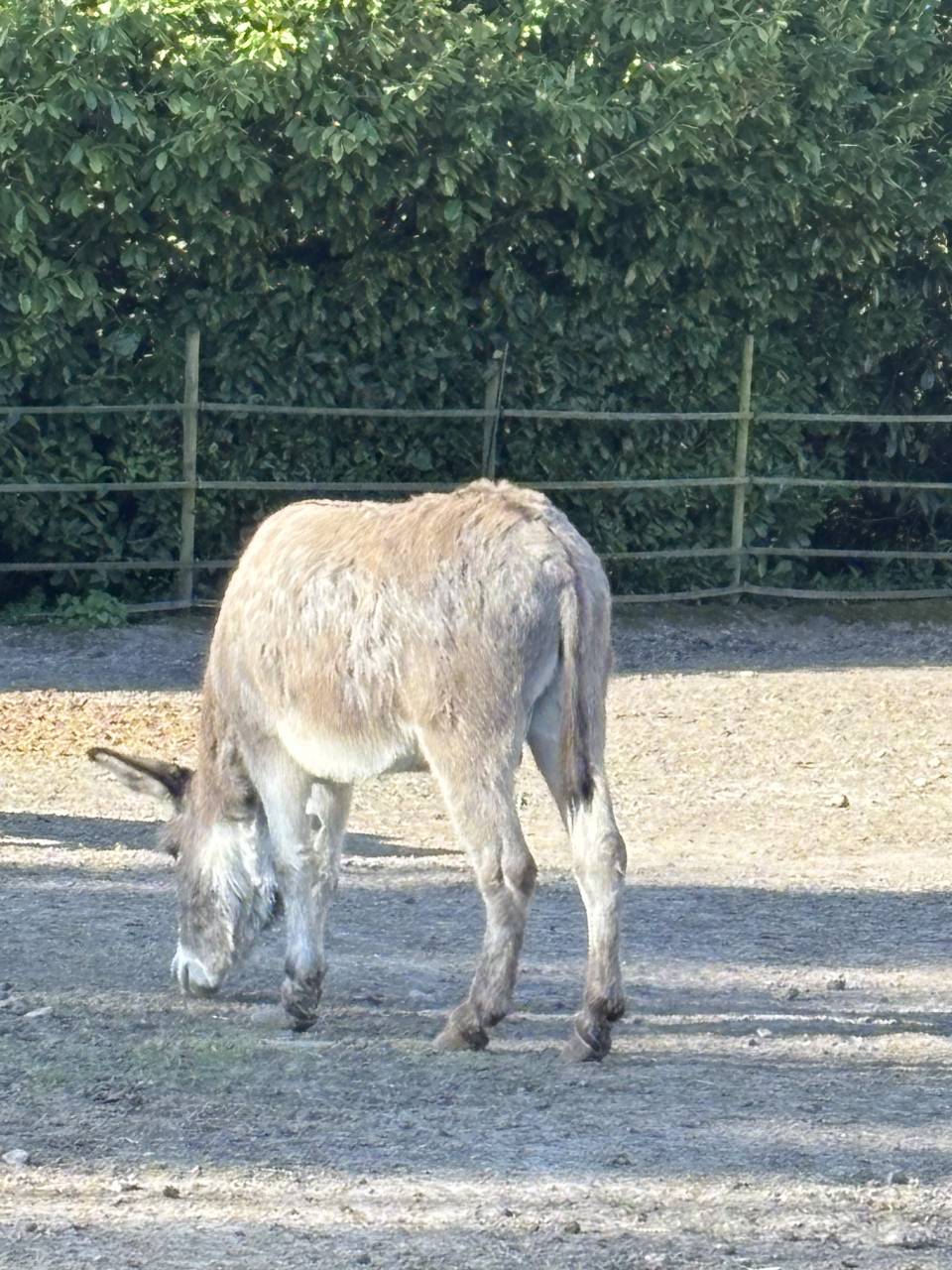 Asno Bourbonnais In vendita 2019 Grigio