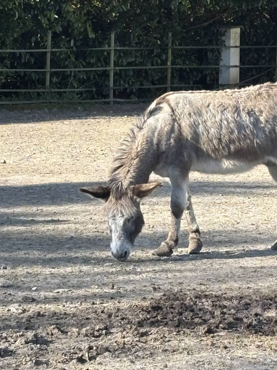 Asno Bourbonnais In vendita 2019 Grigio