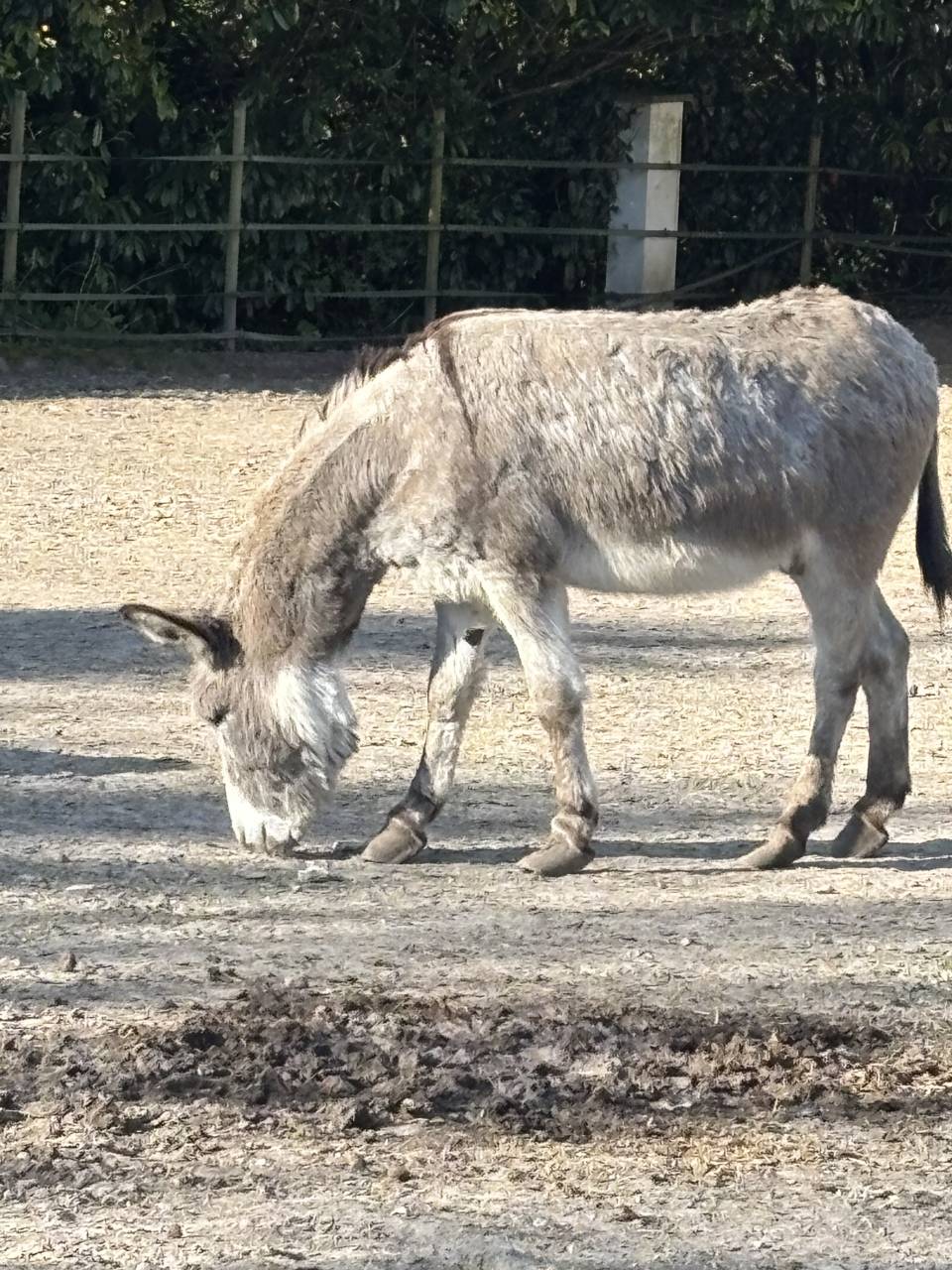 Asno Bourbonnais In vendita 2019 Grigio