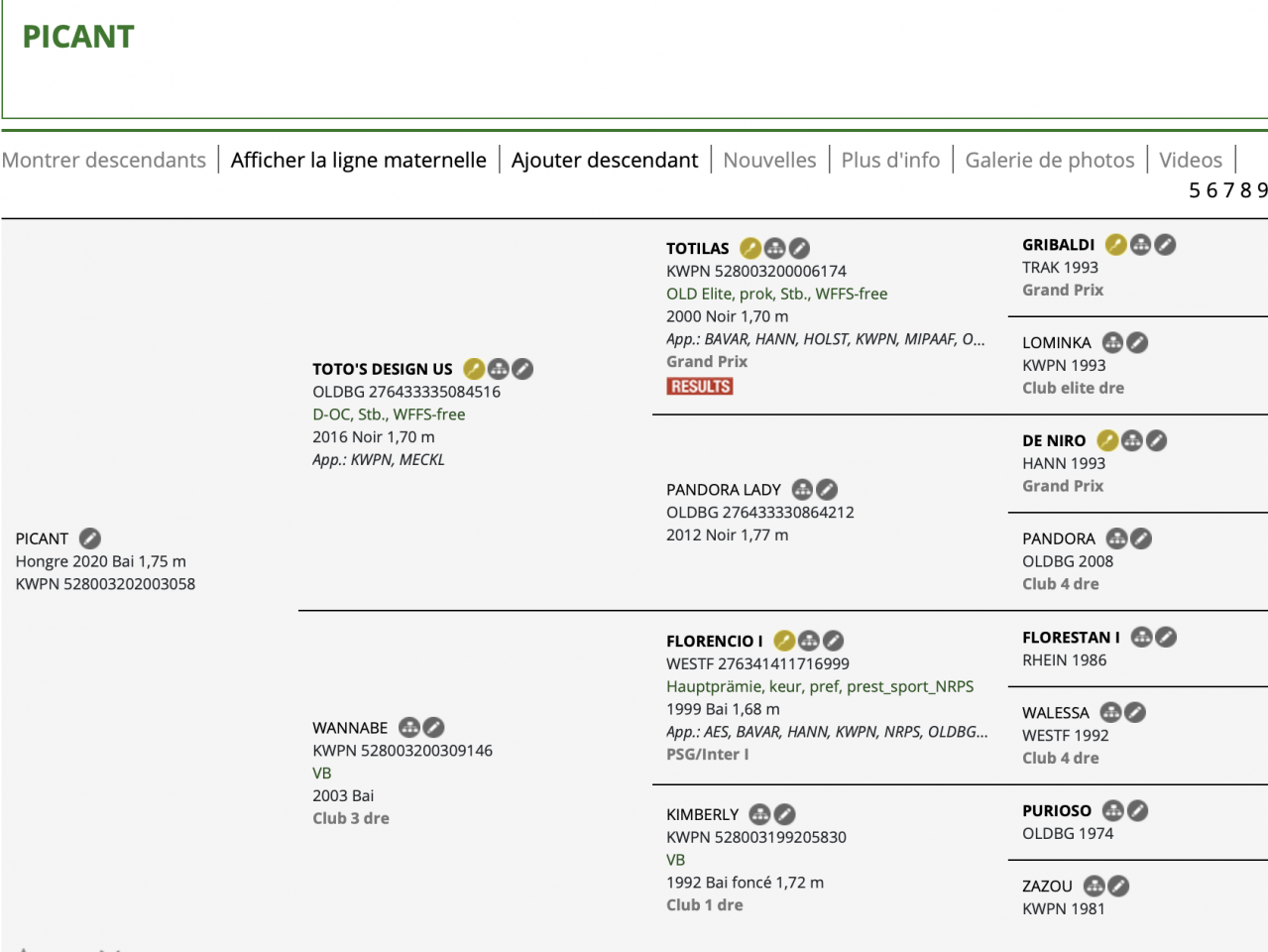 Castrone KWPN Cavallo da Sport Neerlandese In vendita 2020 Baio scuro ,  Toto design&rsquo;us