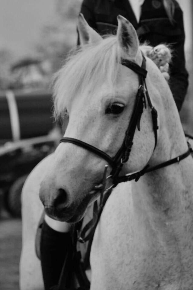 Voyage d'Arquetan - PFS Pony Francese da Sella 2009 ,  Gribouille Villaud