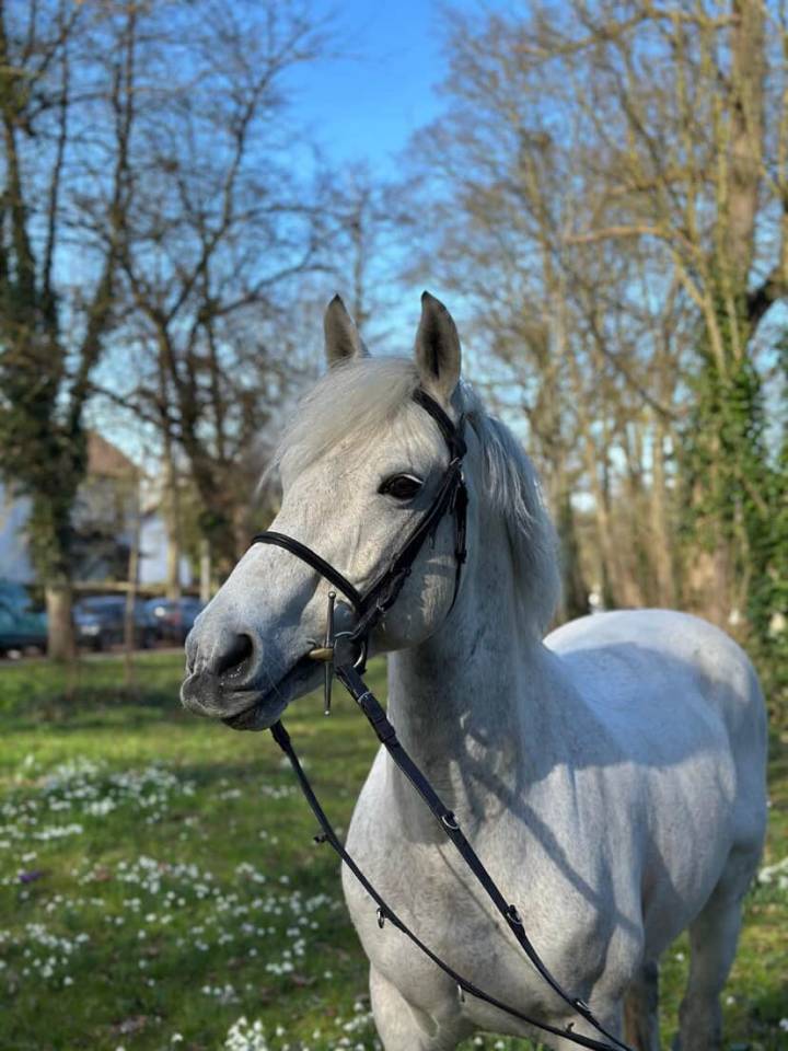 Voyage d'Arquetan - PFS Pony Francese da Sella 2009 ,  Gribouille Villaud