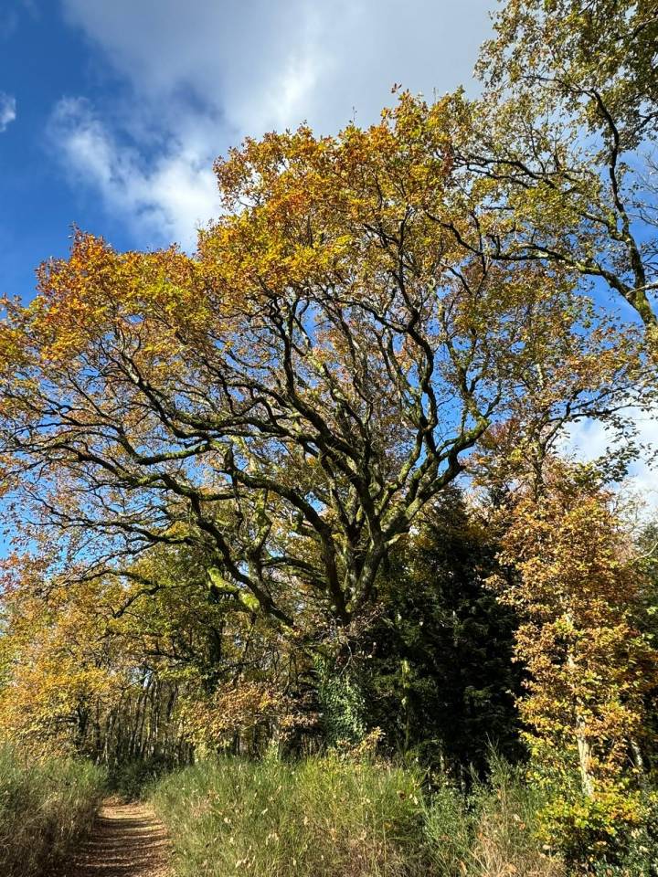 Propriet&agrave; equestre In vendita Haute-Vienne